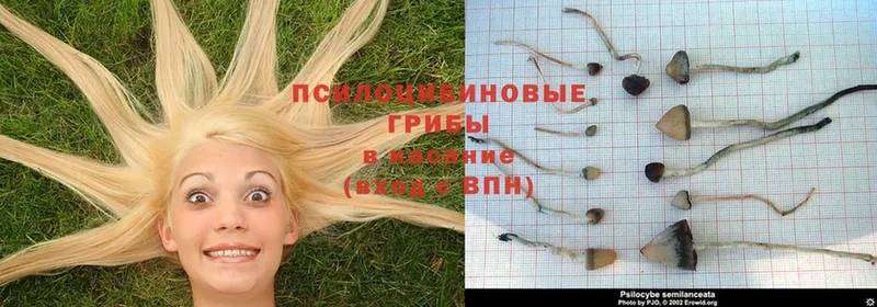 Галлюциногенные грибы Psilocybe Шагонар